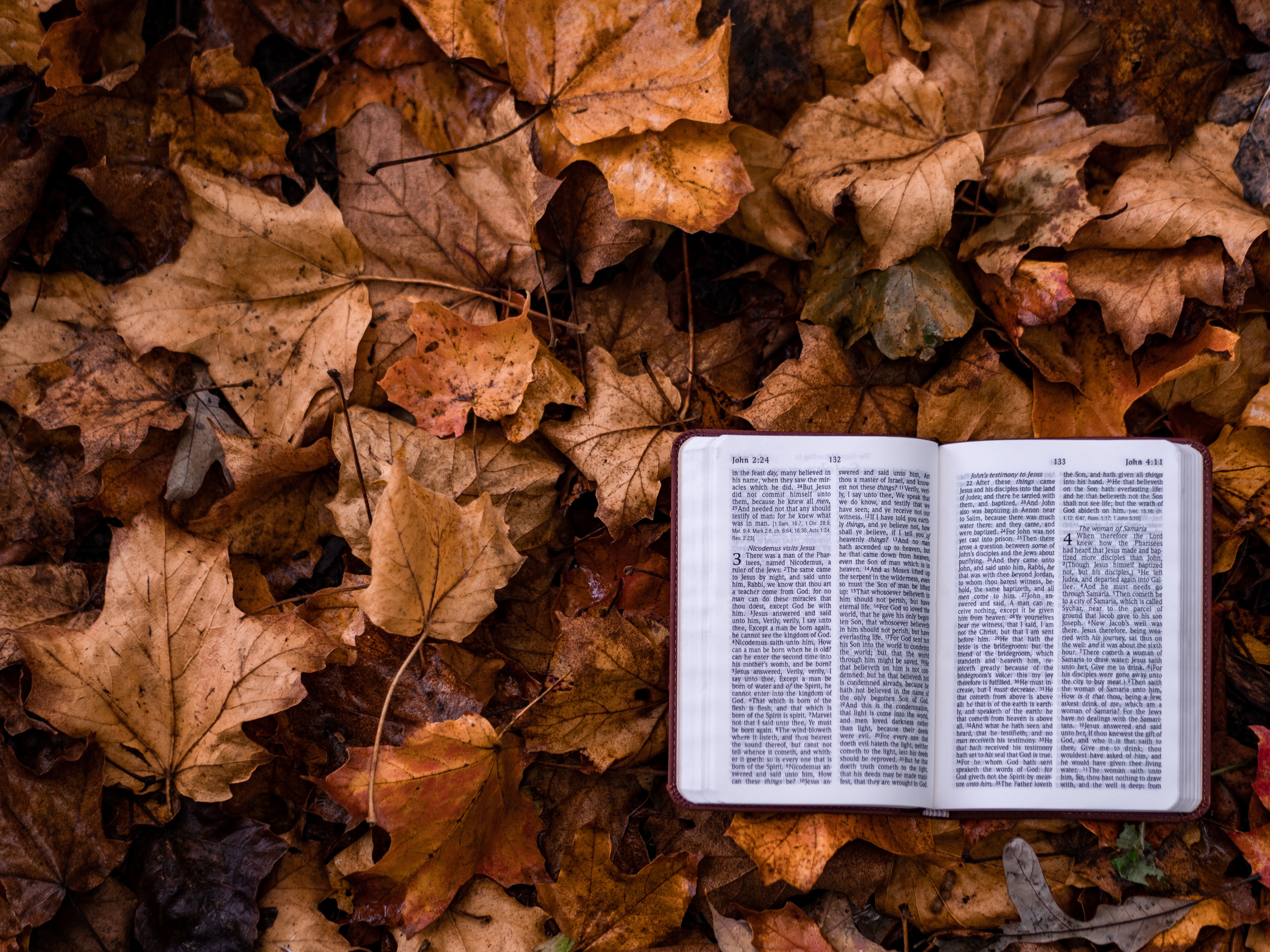 bible on a bed of leaves