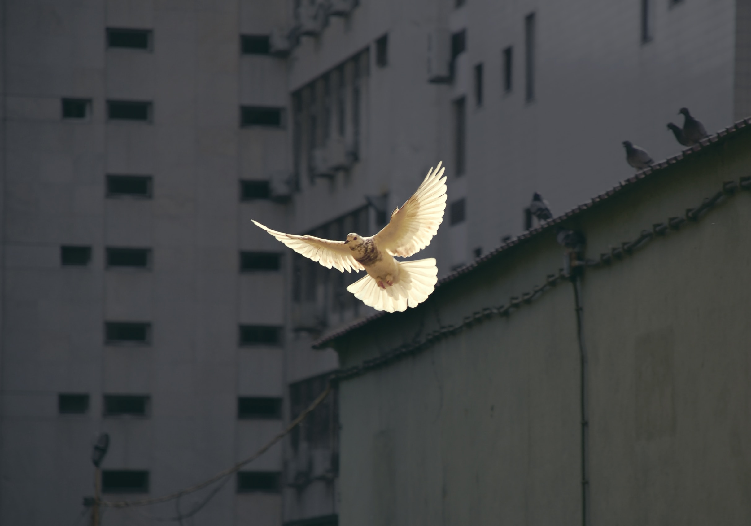photo sample